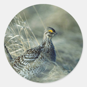 Sharptailed grouse classic round sticker