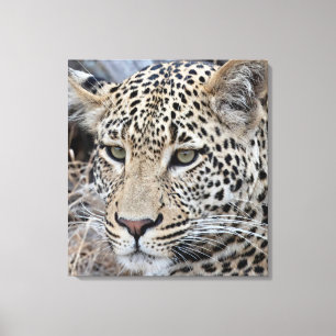 Shasha young male leopard canvas print