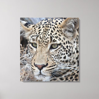 Shasha young male leopard canvas print
