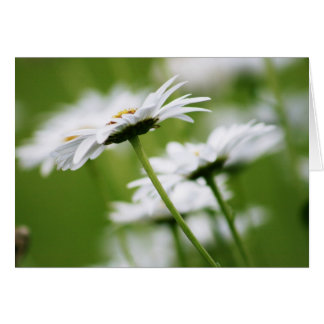 Shasta Daisies