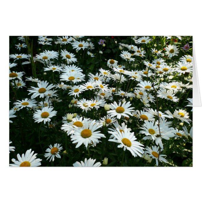 Shasta Daisies (Front Horizontal)