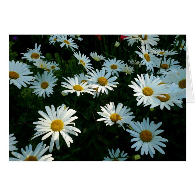 Shasta Daisies II (Front Horizontal)