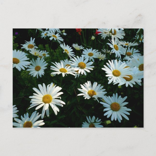 Shasta Daisies II Postcard (Front)