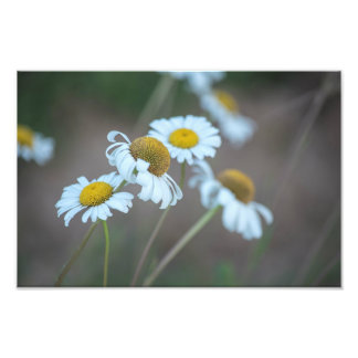 Shasta Daisies in the Field Photo Print