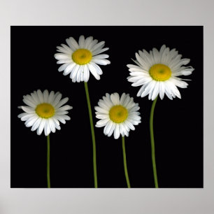Shasta Daisies Poster