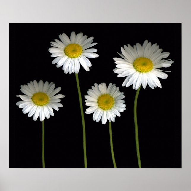 Shasta Daisies Poster (Front)