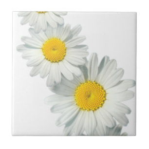 Shasta Daisies Tile
