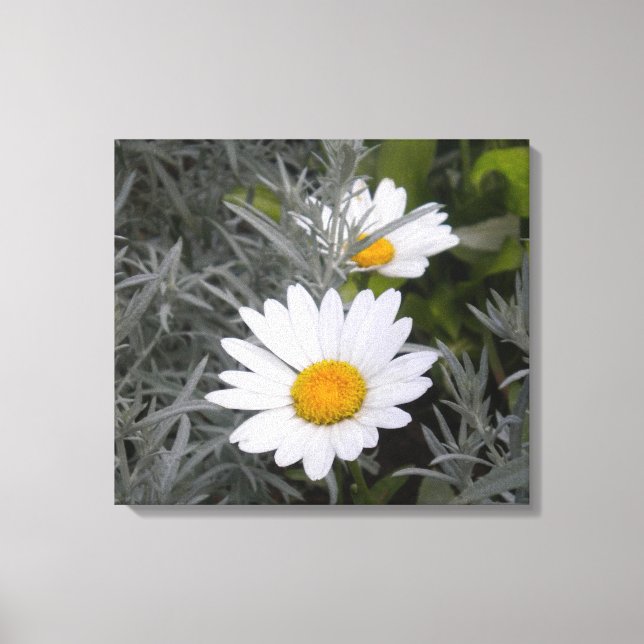 Shasta Daisies wrapped canvas (Front)