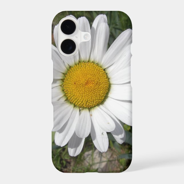 Shasta Daisy (Chrysanthemum maximum) (Back)
