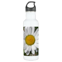 Shasta Daisy (Chrysanthemum maximum)