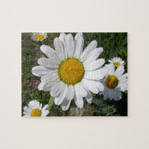 Shasta Daisy (Chrysanthemum maximum) Jigsaw Puzzle