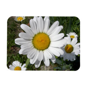 Shasta Daisy (Chrysanthemum maximum) Magnet
