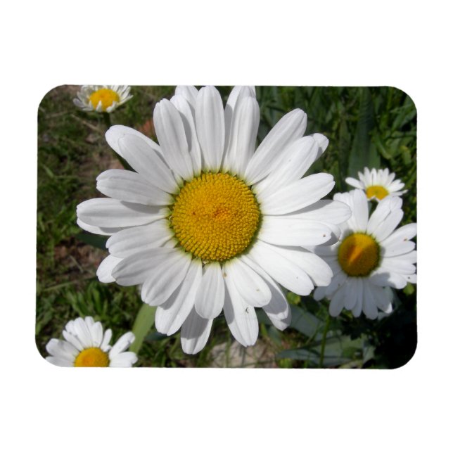 Shasta Daisy (Chrysanthemum maximum) Magnet (Horizontal)