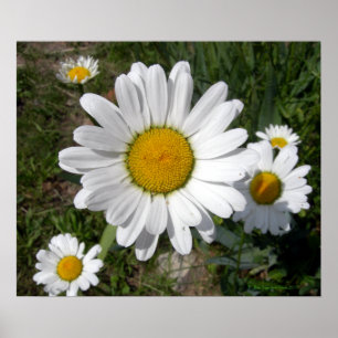 Shasta Daisy (Chrysanthemum maximum) Poster