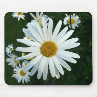 Shasta Daisy Mouse Pad