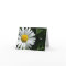 Shasta Daisy Note Cards
