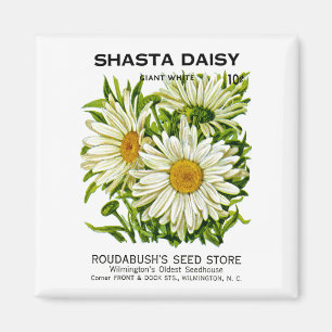 Shasta Daisy Vintage Seed Packet Magnet