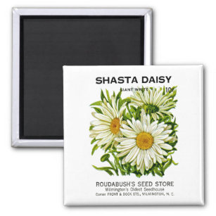 Shasta Daisy Vintage Seed Packet Magnet
