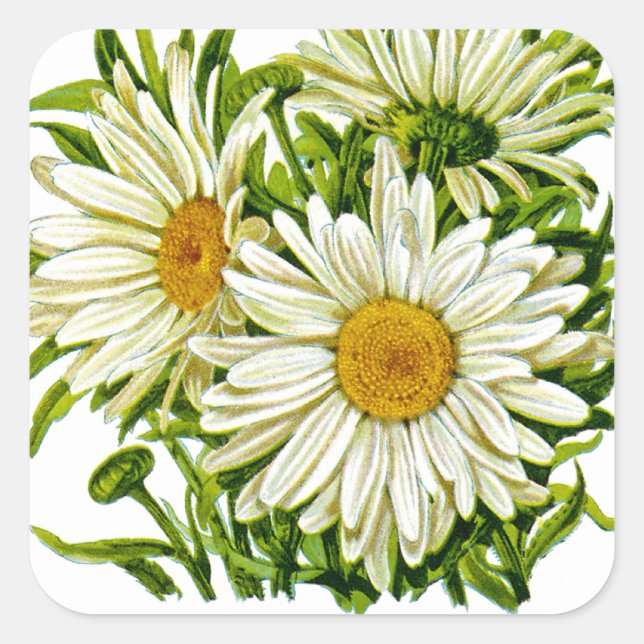 Shasta Daisy Vintage Seed Packet Square Sticker (Front)