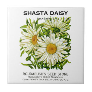Shasta Daisy Vintage Seed Packet Tile