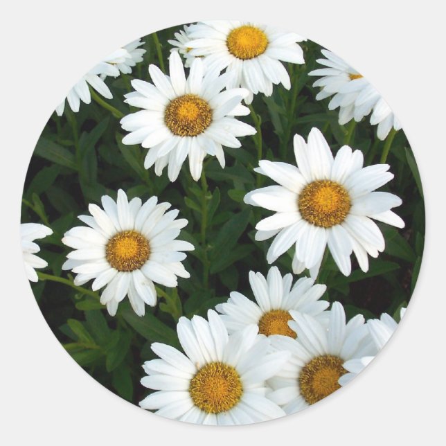 Shasta Daisy ( WestCreek) Sticker (Front)