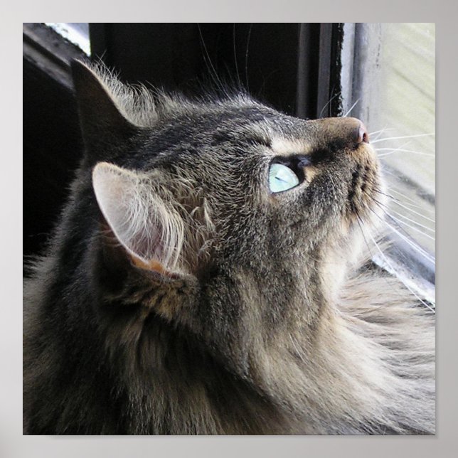 Shasta - In Thought Poster (Front)