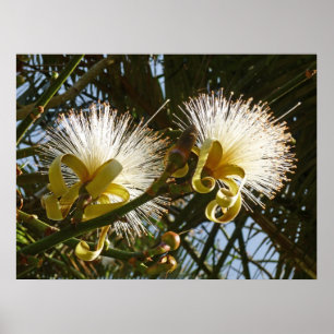 Shaving Brush Tree Poster