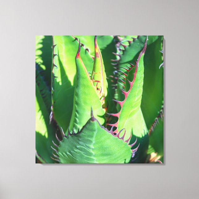 Shaw's Agave Canvas Print (Front)