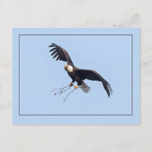 She Has A Stick Postcard