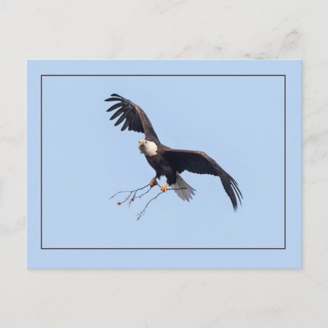 She Has A Stick Postcard (Front)