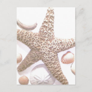 She sells sea shells postcard