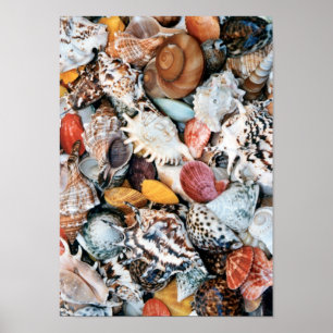 She Sells Sea Shells Poster