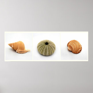She Sells Seashells Poster