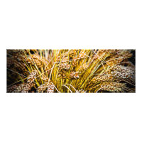 Sheaf Of Wheat - Thank You