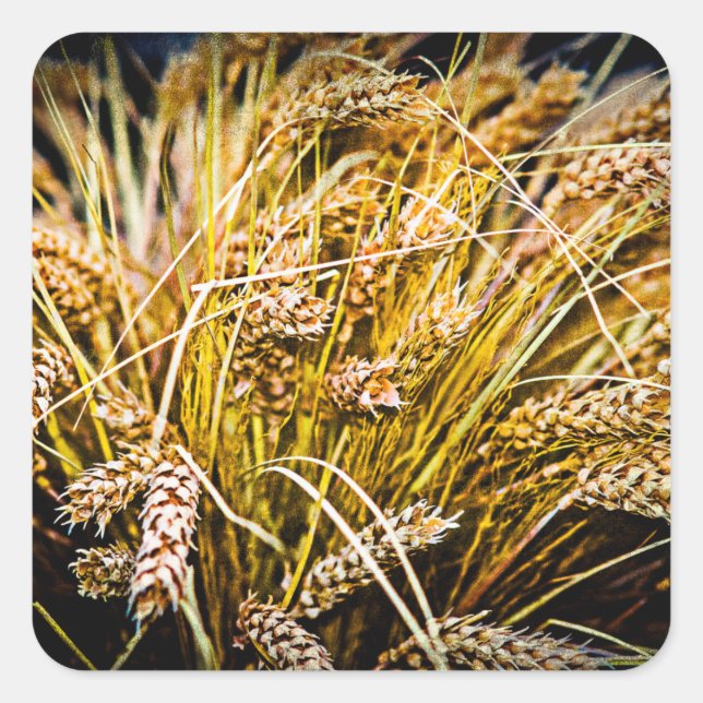 Sheaf Of Wheat - Thank You Square Sticker (Front)