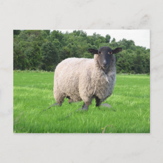 Sheal Postcard
