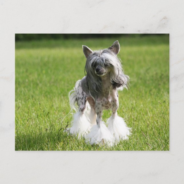 Sheeba Green Grass Postcard (Front)