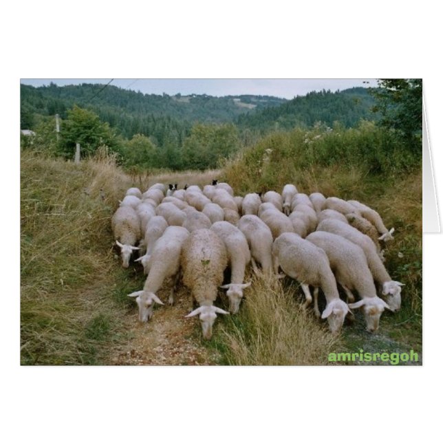 sheep (Front Horizontal)