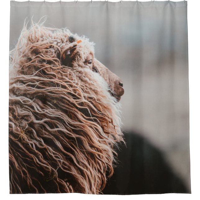 SHEEP (Front)