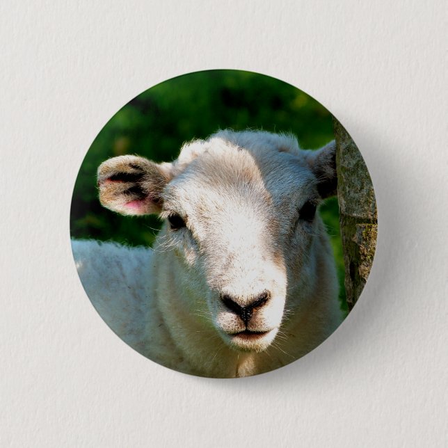 SHEEP 2 INCH ROUND BUTTON (Front)