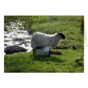 Sheep and Lamb in Northumberland England