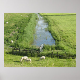 Sheep and Lambs in Grass Meadow Land Poster