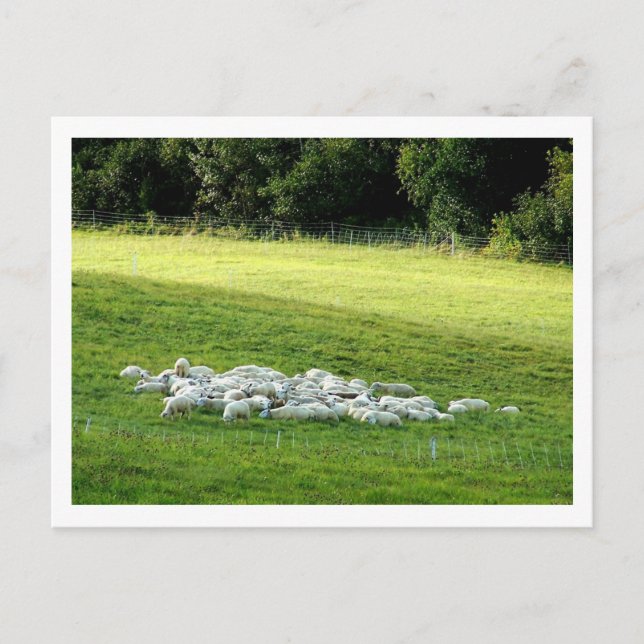 Sheep at Sleep Postcard (Front)
