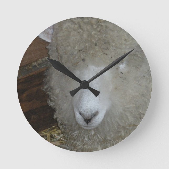 Sheep at the county fair round clock (Front)