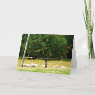 Sheep Blank Greeting Card