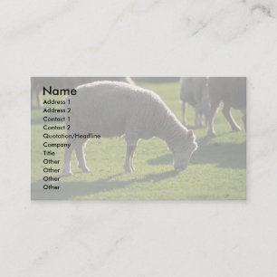 Sheep Business Card