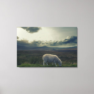 Sheep Canvas Print