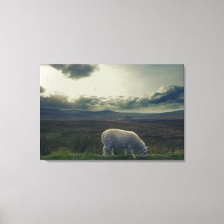 Sheep Canvas Print