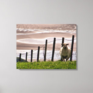 SHEEP CANVAS PRINT
