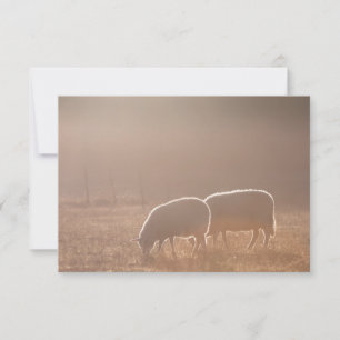 Sheep Card